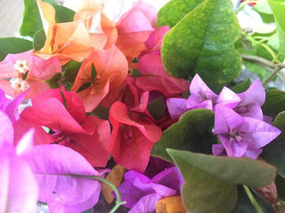 Assorted Box Of Bougainvillea Plants - Large