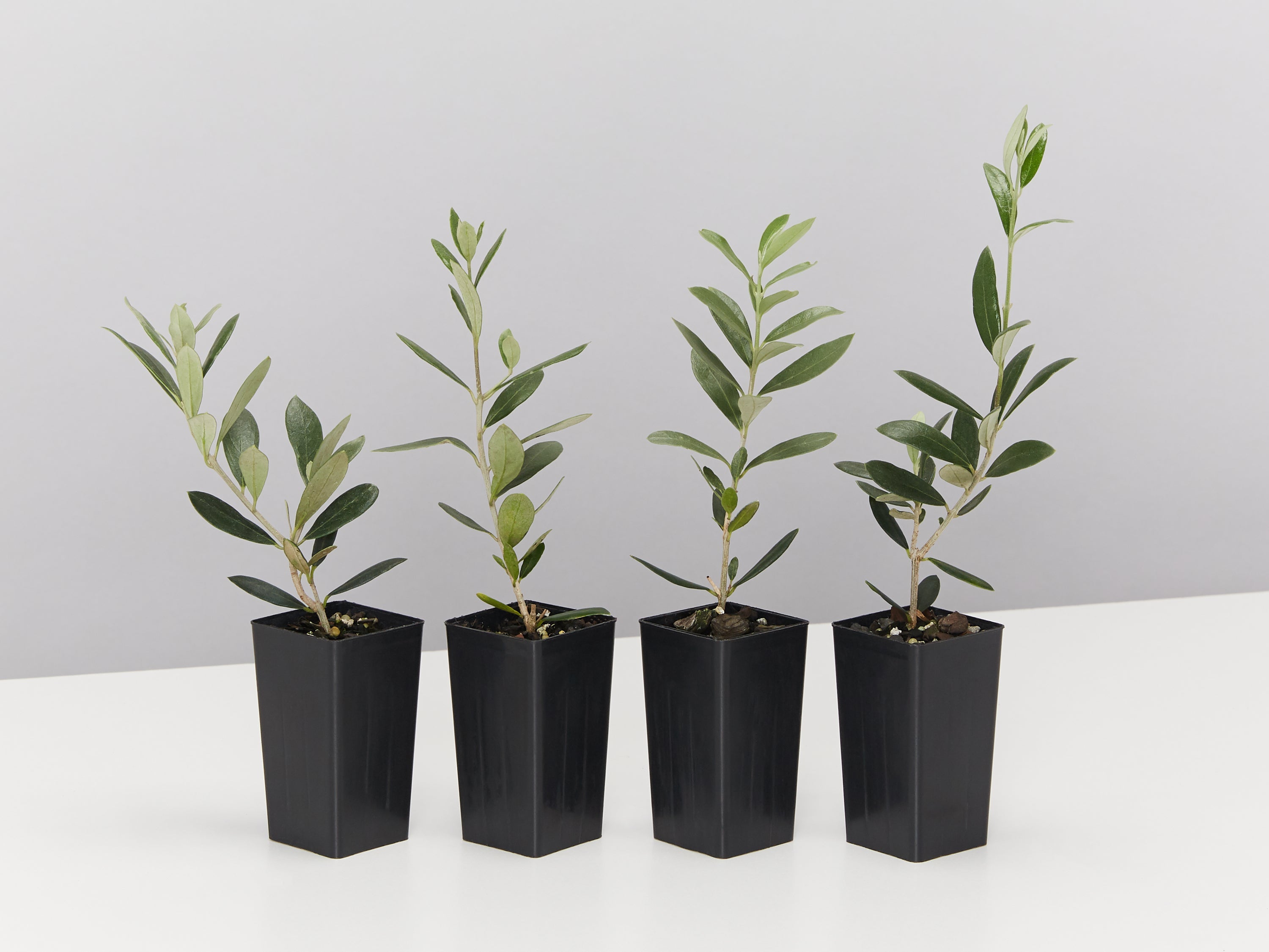 Bambalina Olive Tree | Buy Online Aus | Plants in a Box – Plants in a box