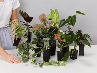 Assorted Box of Houseplants 🍃