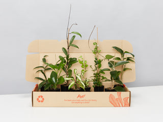 Hoya