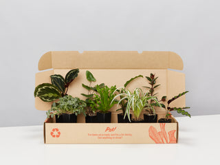 Pet-Friendly Indoor Box Of Plants 🐈 🐕‍🦺