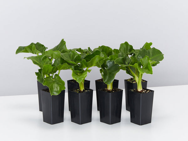 philodendron super atom size Philodendron Super Atom | Buy Online Aus