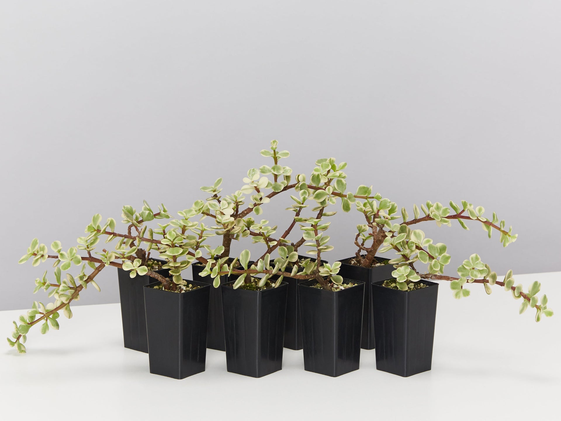 portulacaria afra australia Portulacaria Afra Variegata | Buy Online Aus