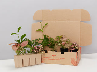Pretty-in-Pink Plant Box