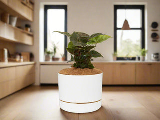Syngonium