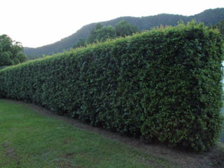 Syzygium Lilly Pilly Plants