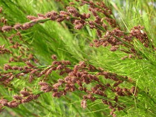 Grasses