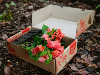 Assorted Box Of Bougainvillea - Mixed Colours